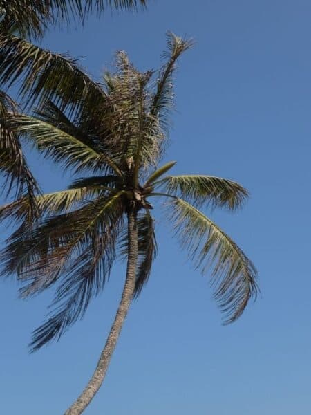 Tall coconut palm against a bright blue sky on Sri Lanka’s south coast.