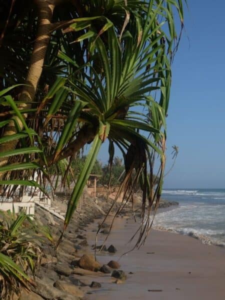Pandanus leaves framing a rocky beach and waves in Ahangama, Sri Lanka.
