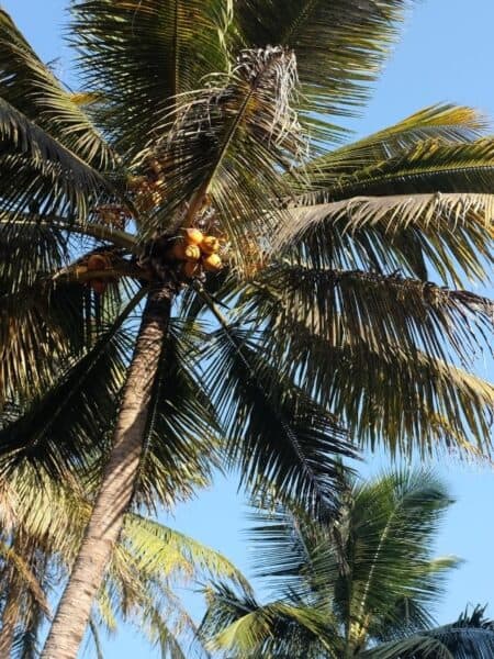 Tall coconut palm tree against a blue sky in Sri Lanka.
