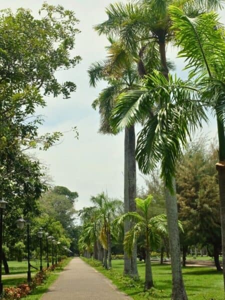 Palm-lined path in Viharamahadevi Park during a Colombo tuk-tuk tour