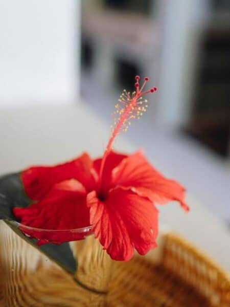 Red hibiscus flower detail inside Mellow Hostel in Ahangama.